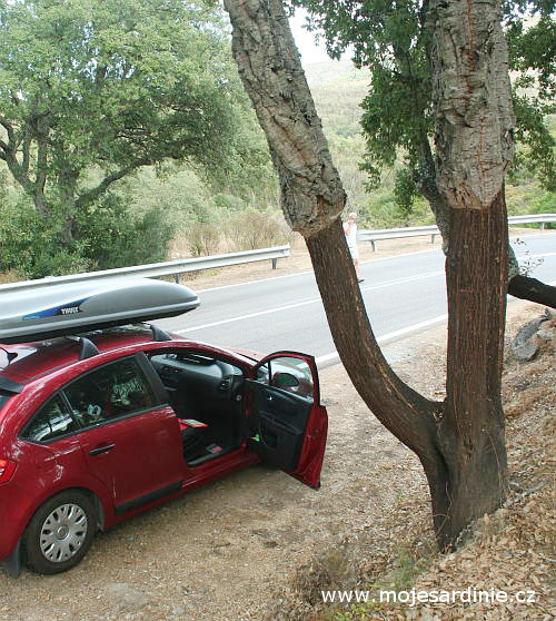 Na Sardínii rostou korkové duby (na fotografii), strom se využívá pro získávání přírodního korku a děje se tak olupováním borky. Borka je tlustá až 10 cm.