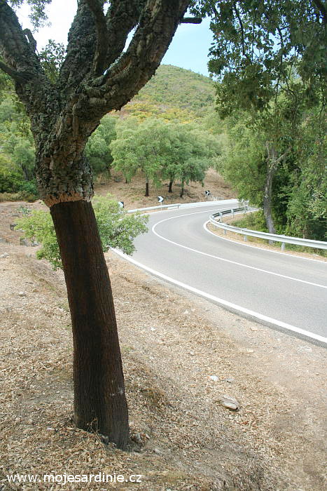 Na Sardínii rostou korkové duby (na fotografii), strom se využívá pro získávání přírodního korku a děje se tak olupováním borky. Borka je tlustá až 10 cm.